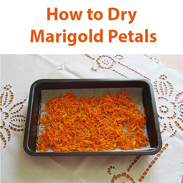 How to dry marigold petals aka calendula to have home dried edible plant to use in your kitchen.