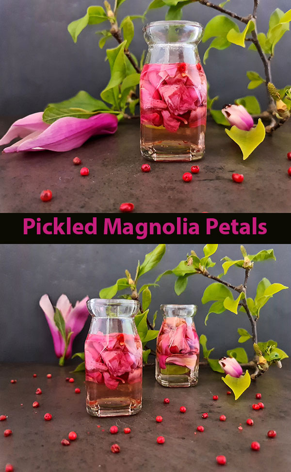 Pickled Magnolia Petals are foraged spring delicacy with a texture similar to endive and a flavor profile often described as a mix of ginger, cardamom, and clove, with a sweet-tangy bite.