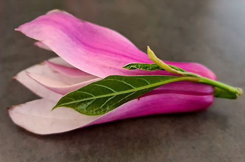 Pickled Magnolia Petals are foraged spring delicacy with a texture similar to endive and a flavor profile often described as a mix of ginger, cardamom, and clove, with a sweet-tangy bite. Pickled Magnolia Petals are foraged spring delicacy with a texture similar to endive and a flavor profile often described as a mix of ginger, cardamom, and clove, with a sweet-tangy bite.